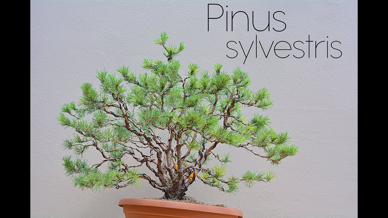 Pinus sylvestris yamadori multitrunk (kabudachi) first structural styling - Arkefthos Bonsai