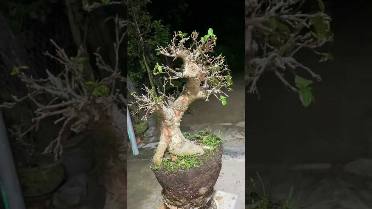23/1 Gl ae ít mã cây cảnh có báo giá trực tiếp trong video 0852139168