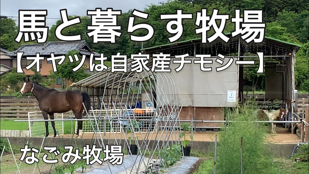 馬と暮らす牧場【オヤツは自家産チモシー】