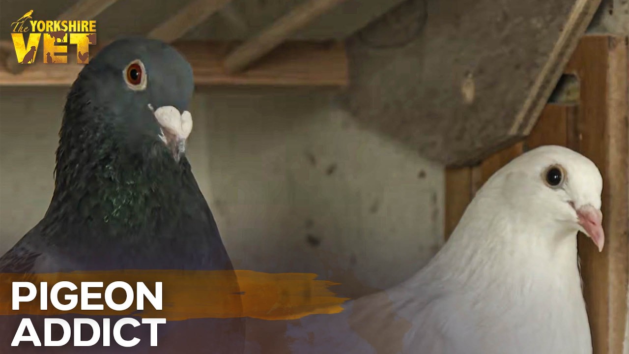 Meet Graham Bird: The Man Addicted to Pigeon Racing | The Yorkshire Vet