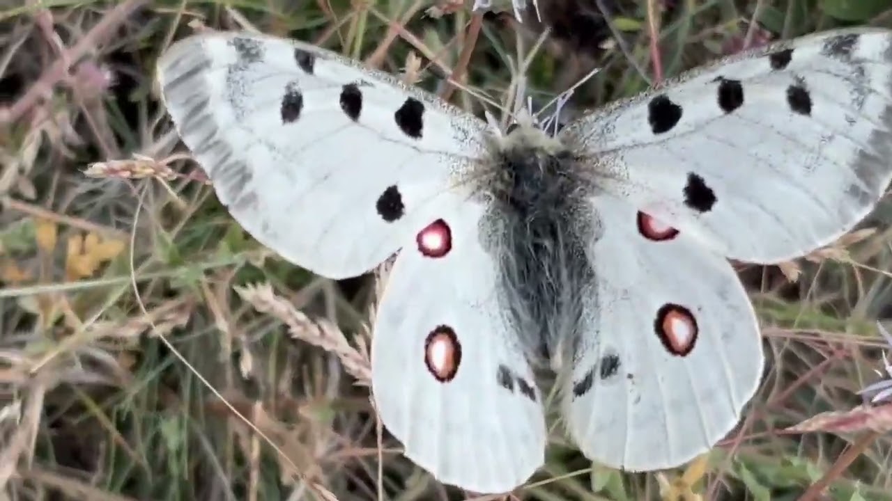 Parnassius apollo / Mariposa apolo / Mountain apollo