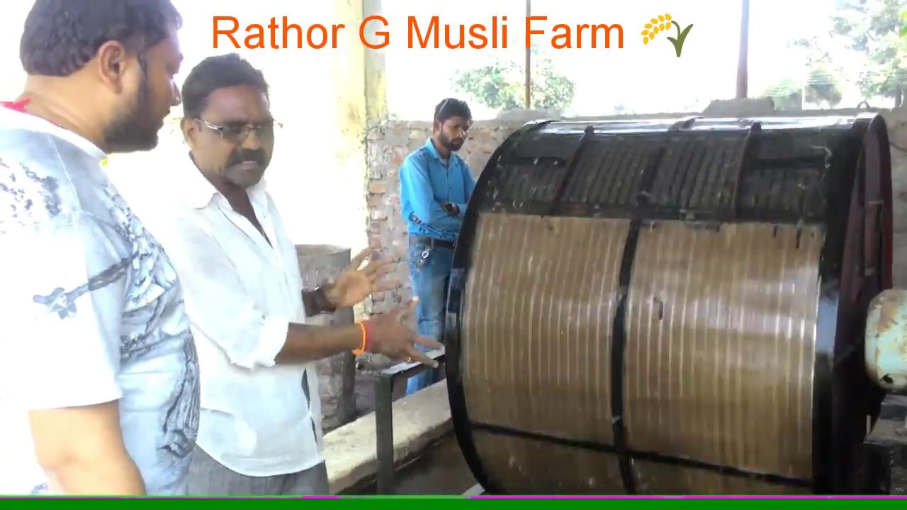 #Live demo मुसली छीलने की मशीन. Visit to Rathor G Safed Musli 1