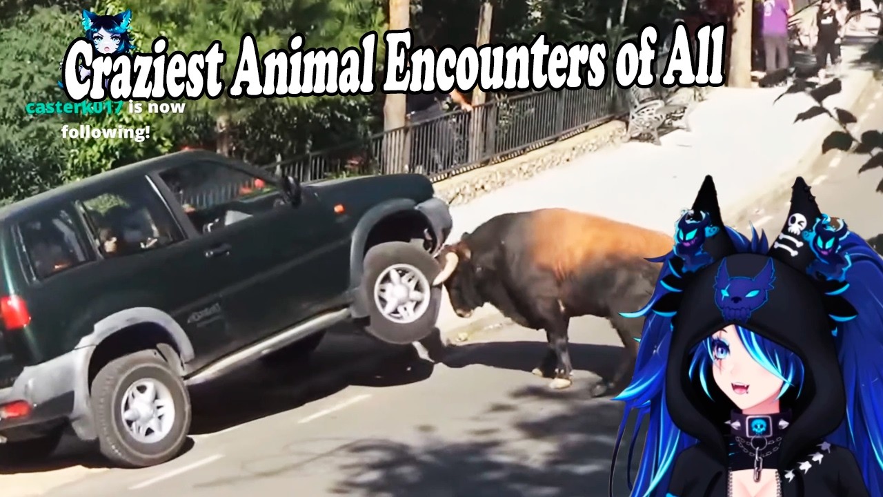 Vtuber Spite Reacts To Craziest Animal Encounters of All Time By Daily Dose Of Internet