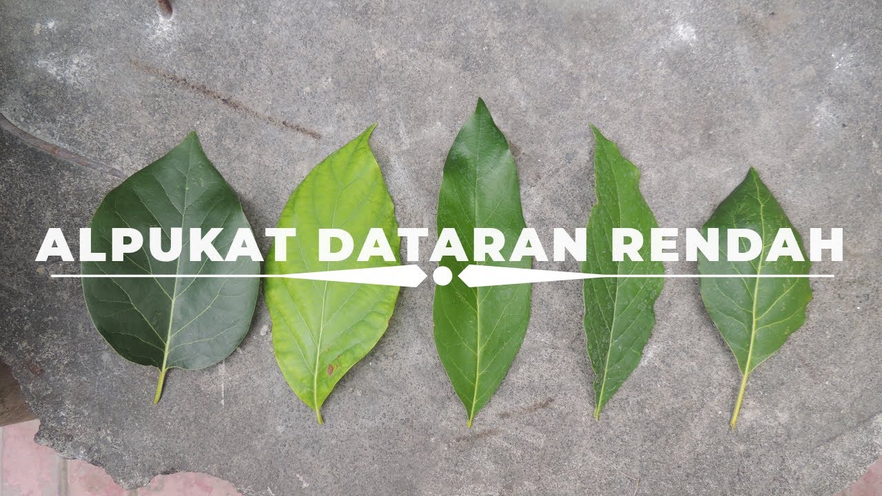 5 Jenis Alpukat Dataran Rendah Super Genjah dan Super Recommended #avocado #rare #fruits #fruit