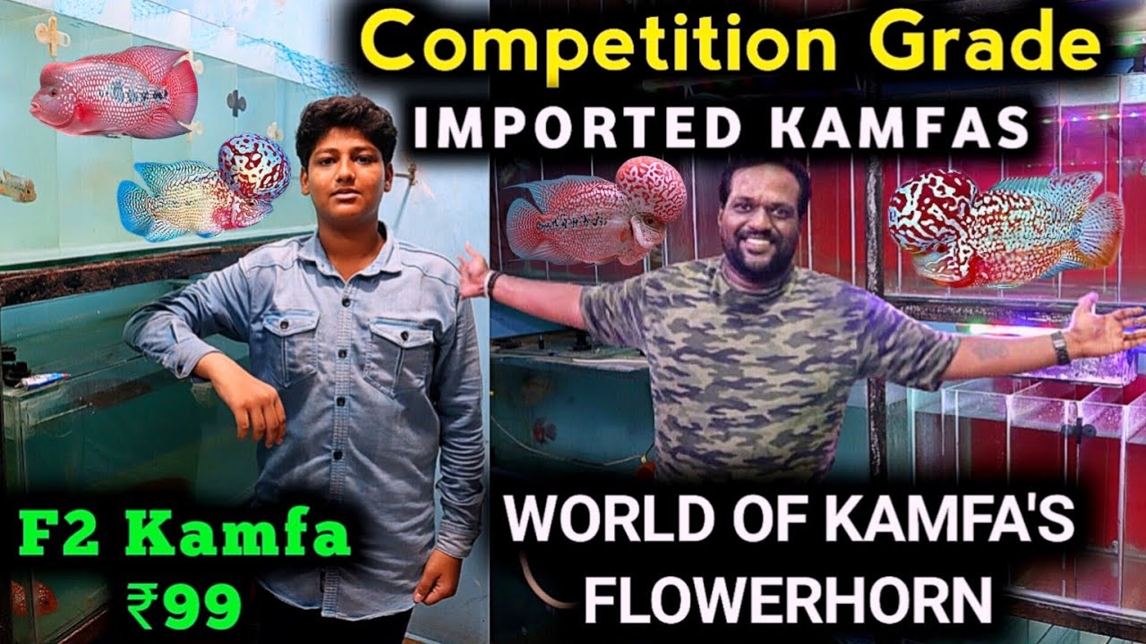 😱₹99 Imported KAMFA'S for Sale💥 Affordable FLOWERHORN Shop Tour💥King Kamfa 10.7 Kolathur தமிழ்
