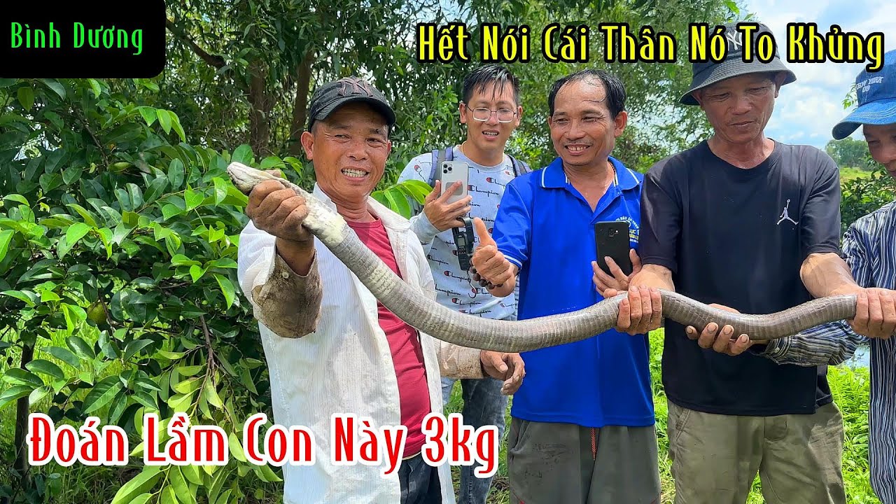 Đoán Lầm Con Rắn Này 3Kg Hết Nói Cái Thân Nó To Nóng Lạnh | Mười Thương Săn Bắt