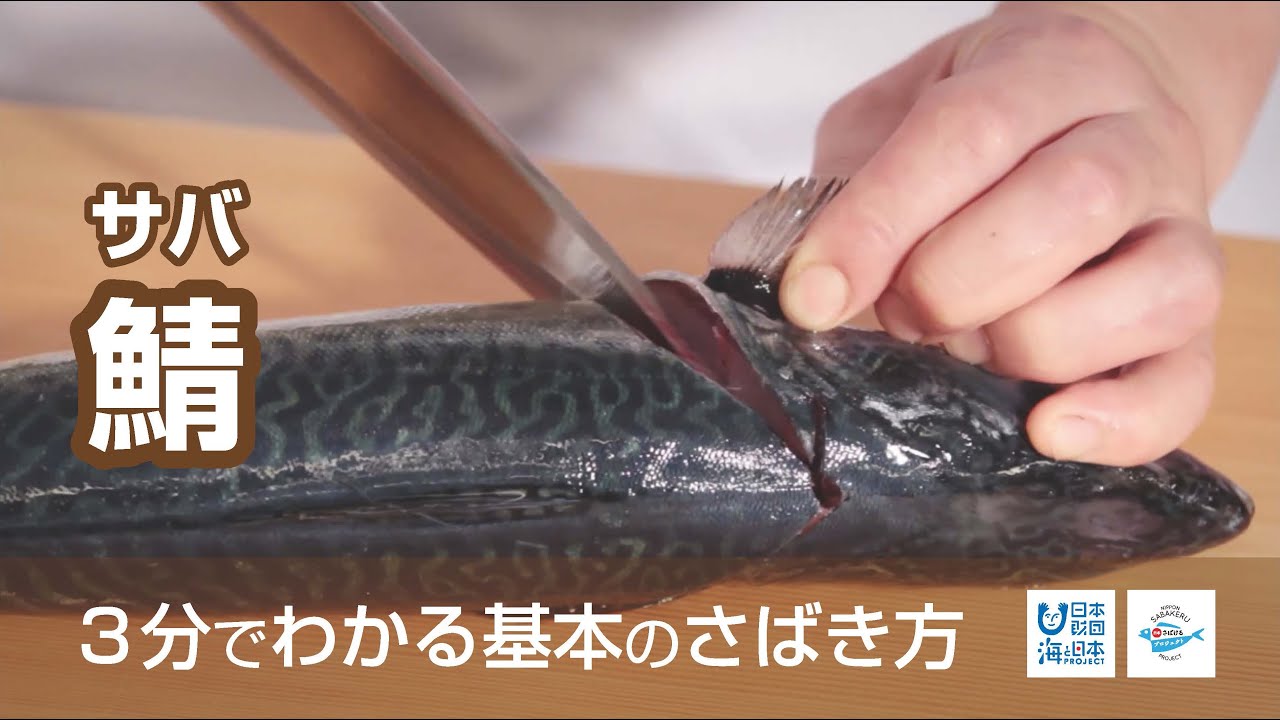 鯖（さば）のさばき方 - How to filet Mackerel -｜日本さばけるプロジェクト（海と日本プロジェクト）