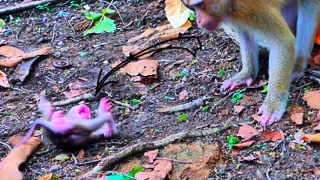 Mom stands watching hybrid tiny baby monkey c.r.y.i.n.g rolling on land, OH, My Tear Mom no p.i.t.y