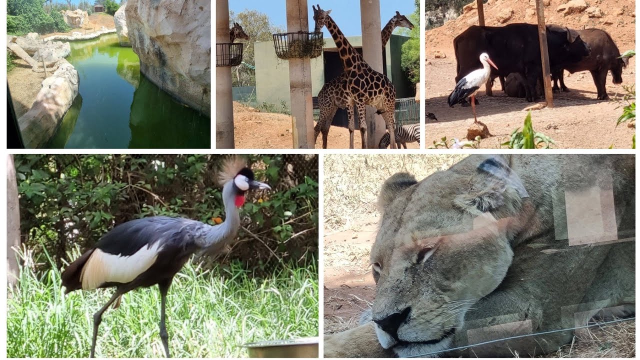 خريجة لحديقة الحيوانات🦁🐒🦧🦓 بتمارة الرباط رغم الحر الشديد🌞 استمتعنا بالجولة👍👍#حديقة_حيوانات