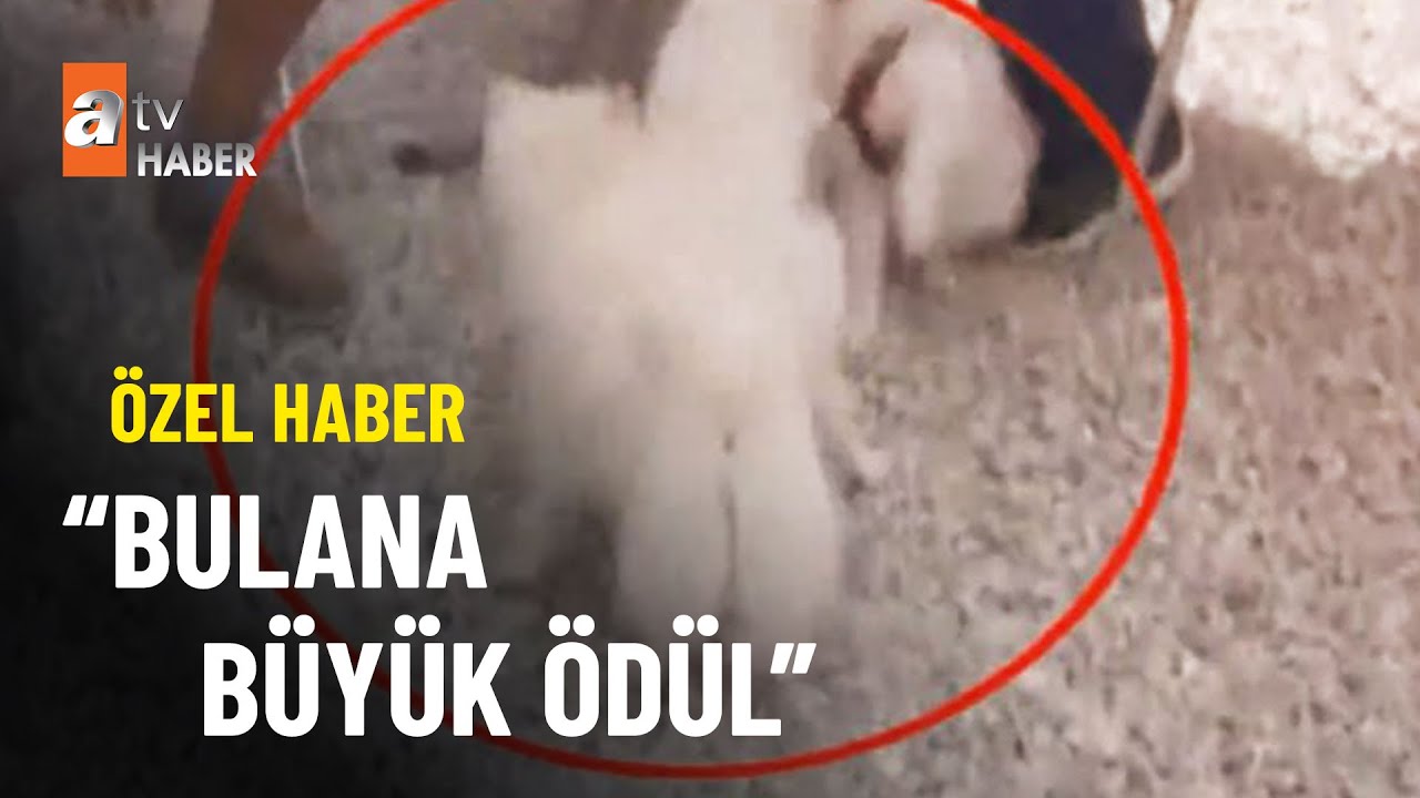 Başkent’te kayıp köpek “Sofya” aranıyor - atv Ana Haber 31 Ekim 2022