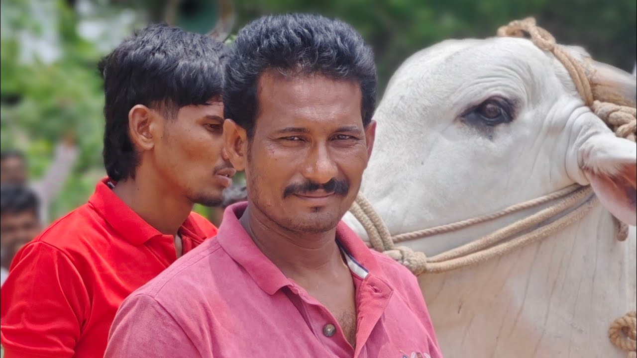 శ్రీ శ్రీ మొపూరి బైరవెస్వారస్వామి  సీనియర్...1వ జత KRBR BULL'S ❤️‍🔥❤️‍🔥❤️‍🔥