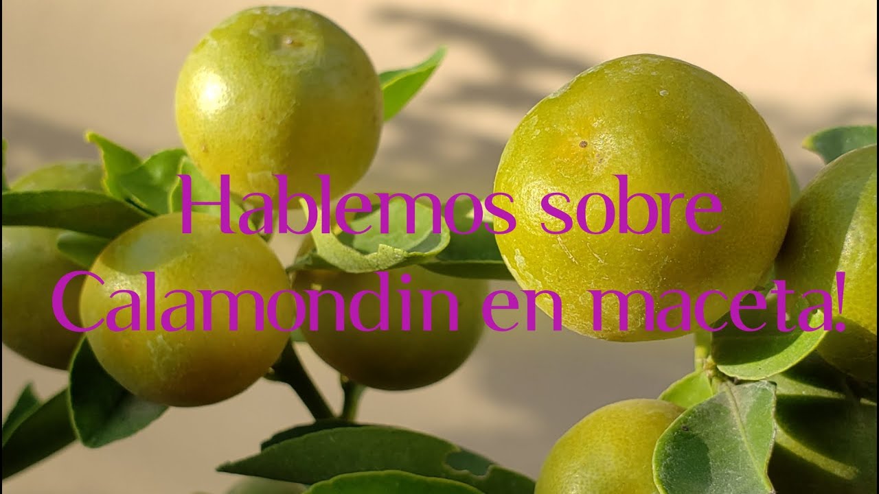 La mejor manera de tener Calamondin en maceta