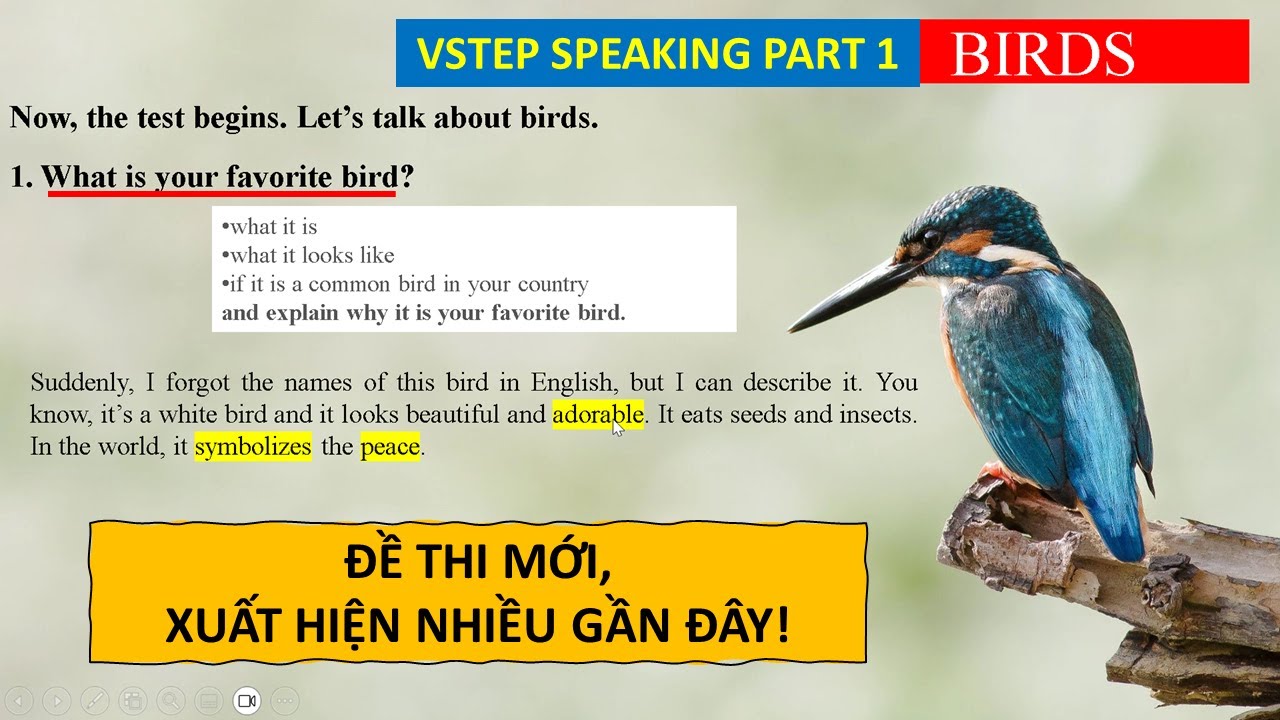 #38 Trả Lời 4 Câu Hỏi Về Birds Đơn Giản | VSTEP Speaking Part 1