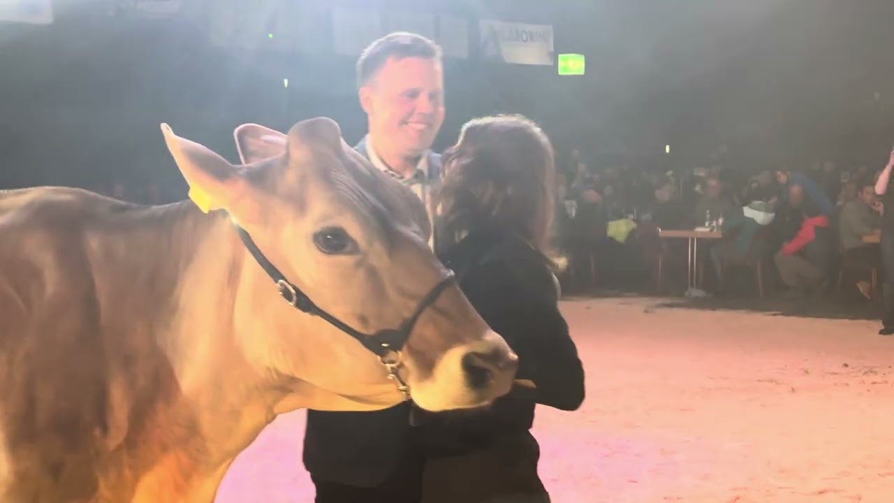 Champion Brown Swiss/Original Braunvieh Kühe Berner Junior Expo 2025