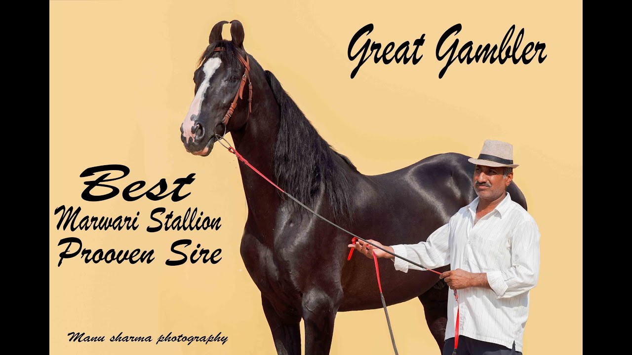 Stallion Great Gambler best Marwari Breeding stallion In India available for Stud Service In Punjab