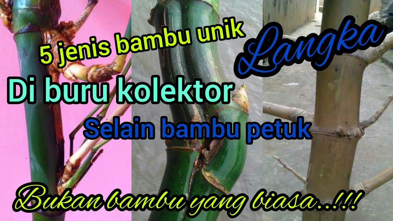 jangan salah..!! 5 jenis bambu unik ini yang di cari kolektor dengan harga yang mahal