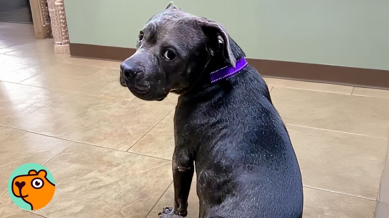 Ratownicy znaleźli najsmutniejszą Pittie na odludziu. Teraz w końcu jest bezpieczna | 3 najlepsze historie