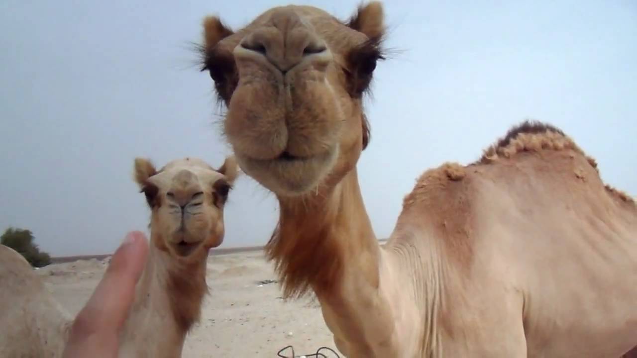 Hungry Camels
