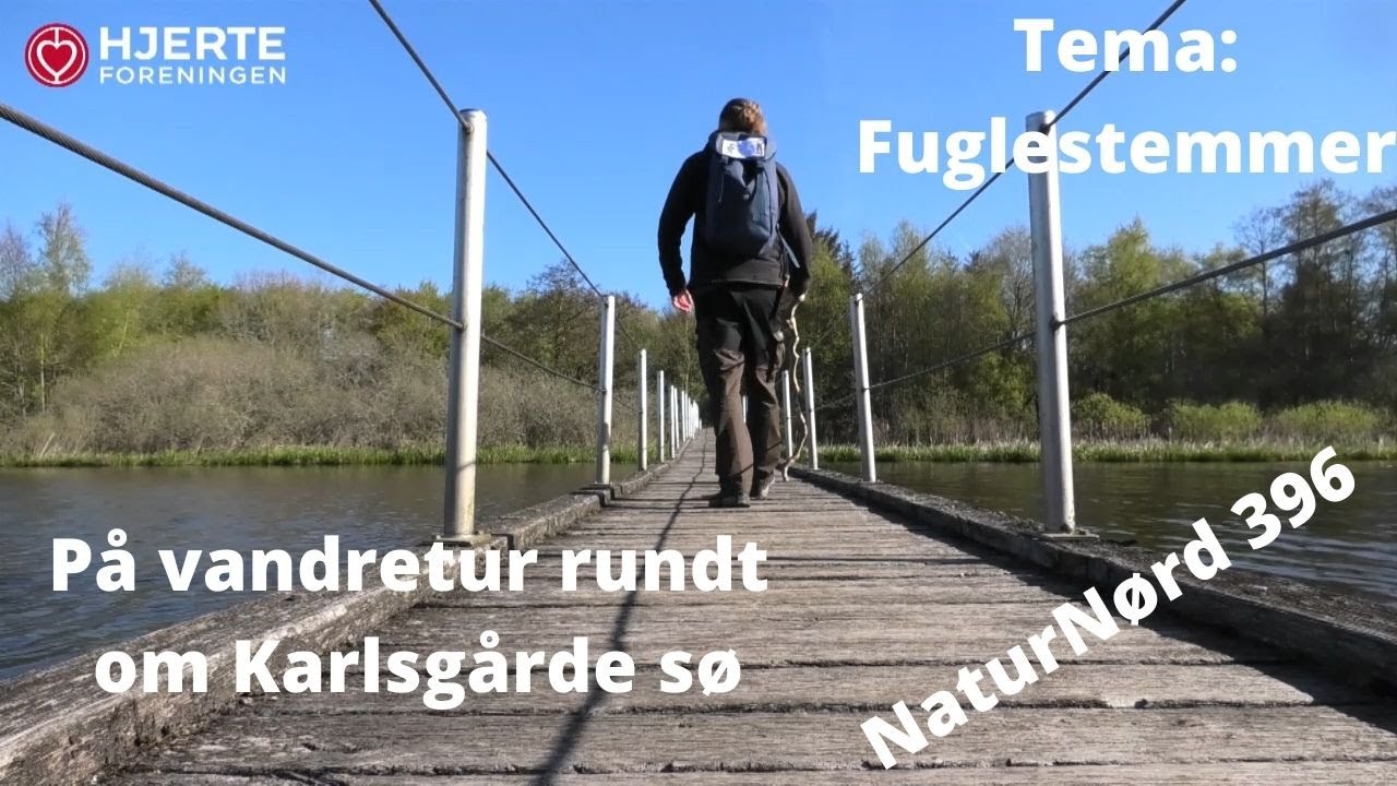 NaturNørd 396. Vandretur rundt om Karlsgårde sø + Fuglestemmer.