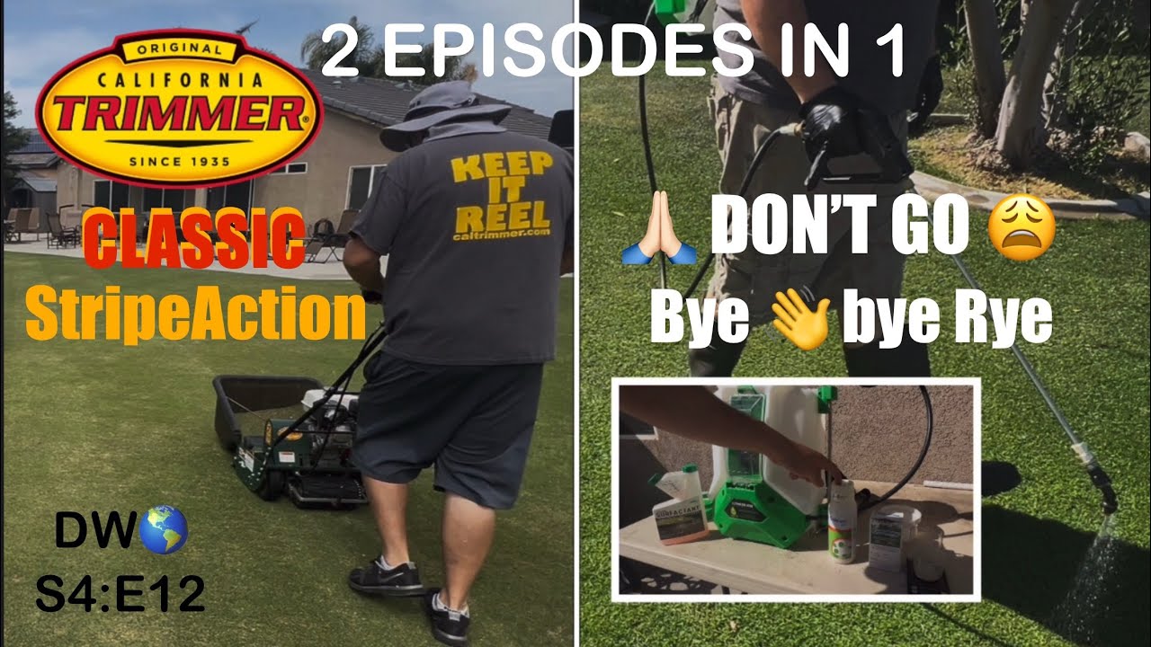How to Kill overseeded Perennial Rye + California Trimmer StripeAction -DW🌍 S4:E12 #lawncare #grass