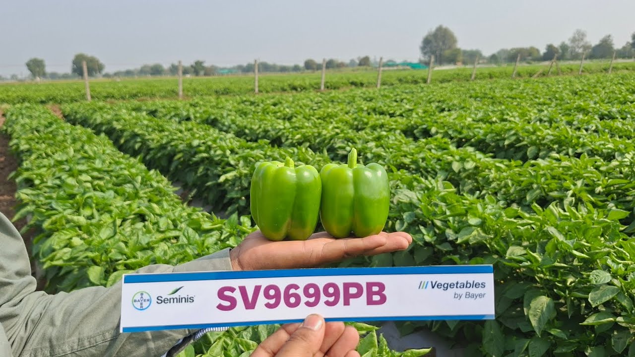 #SV9699PB vs Huntington #PremiumQuality #HighProduction #morelongevity 