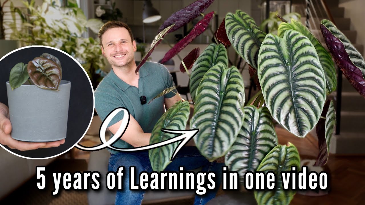 Alocasia cuprea - Complete Care Guide
