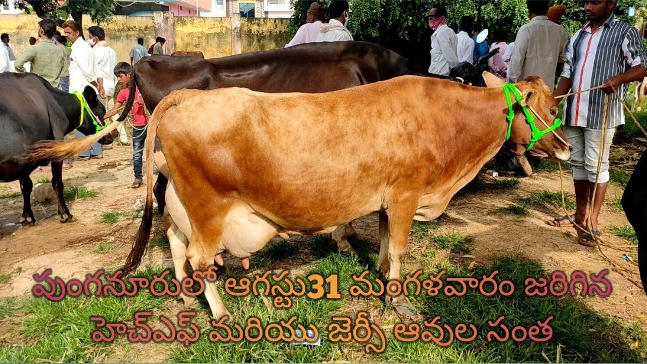 HF and JERSEY cows market in Punganur market yard August 31Mobile: 9014820720
