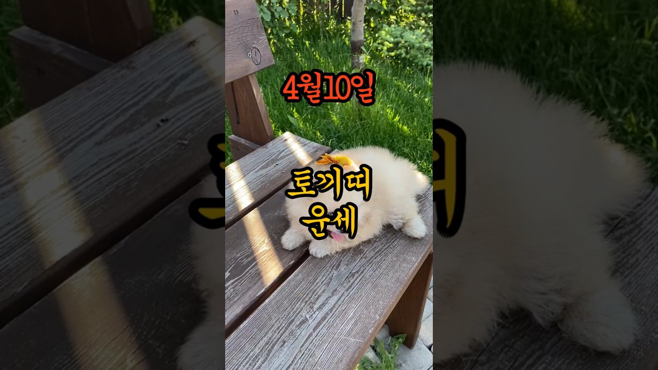 4월10일 토끼띠운세??#일일운세 #띠별운세 #풍수운세 #funnyshorts