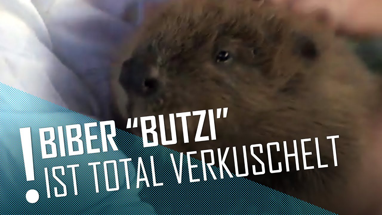 BIBER-BABY 