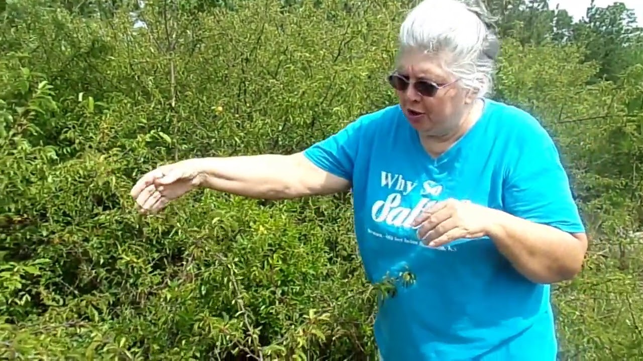 Harvesting Wild Plums