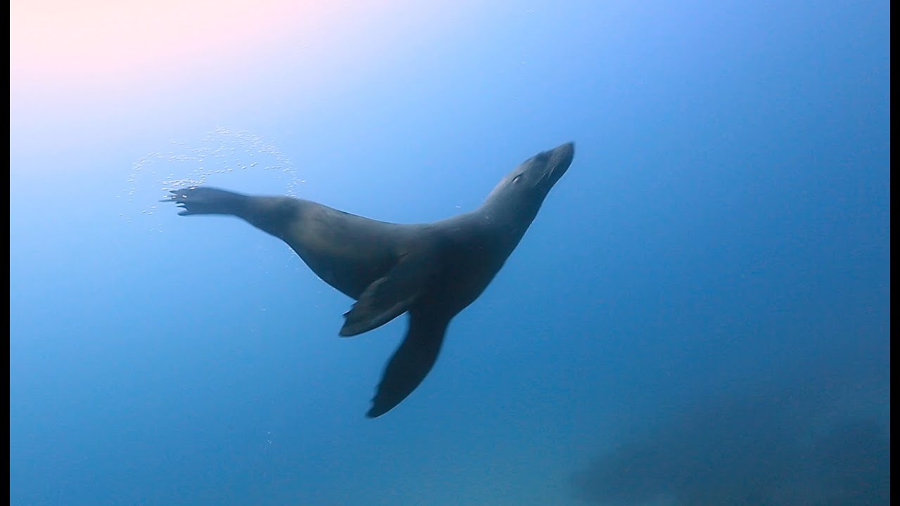 Australian Fur Seal, Cathedral and Split Caves, North Bondi