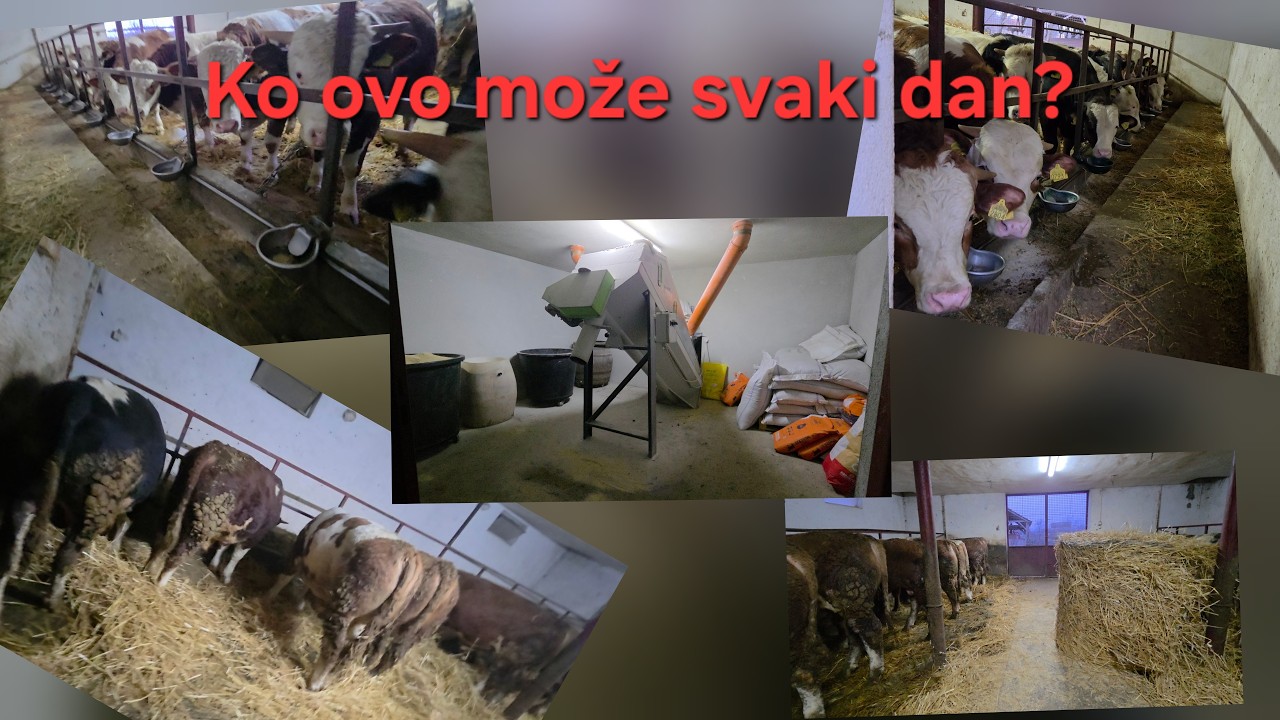 Вот как выглядит обычный день на моей ферме.