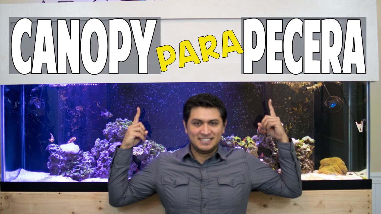 ¿Cómo hacer un canopy para tu pecera?
