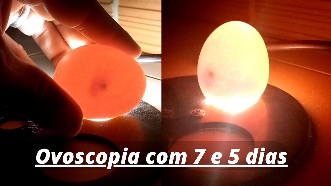 Ovoscopia dos ovos de galinha sertaneja balão com 7 e 5 e 4 dias - GSB