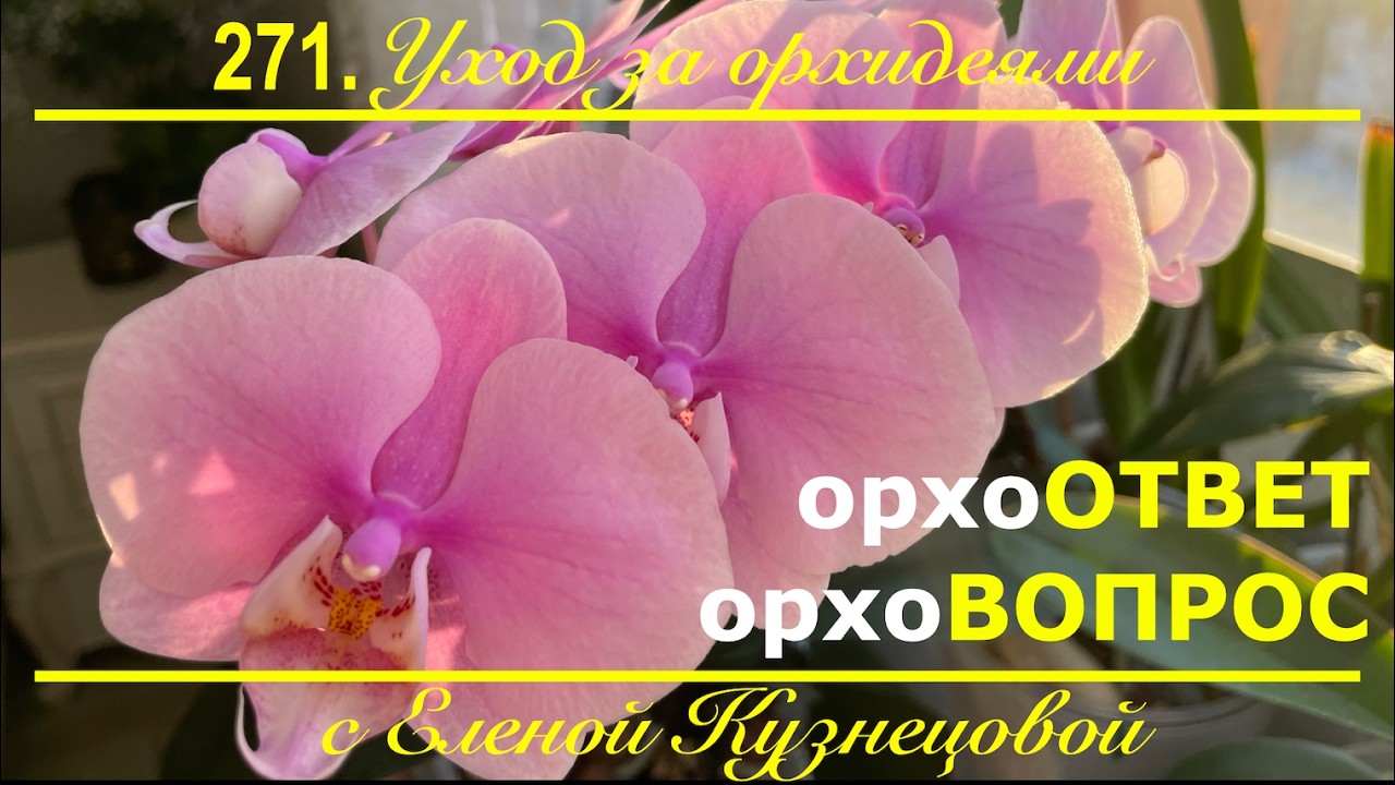 Орхидея отцвела! Что дальше? Уход за орхидеей после цветения