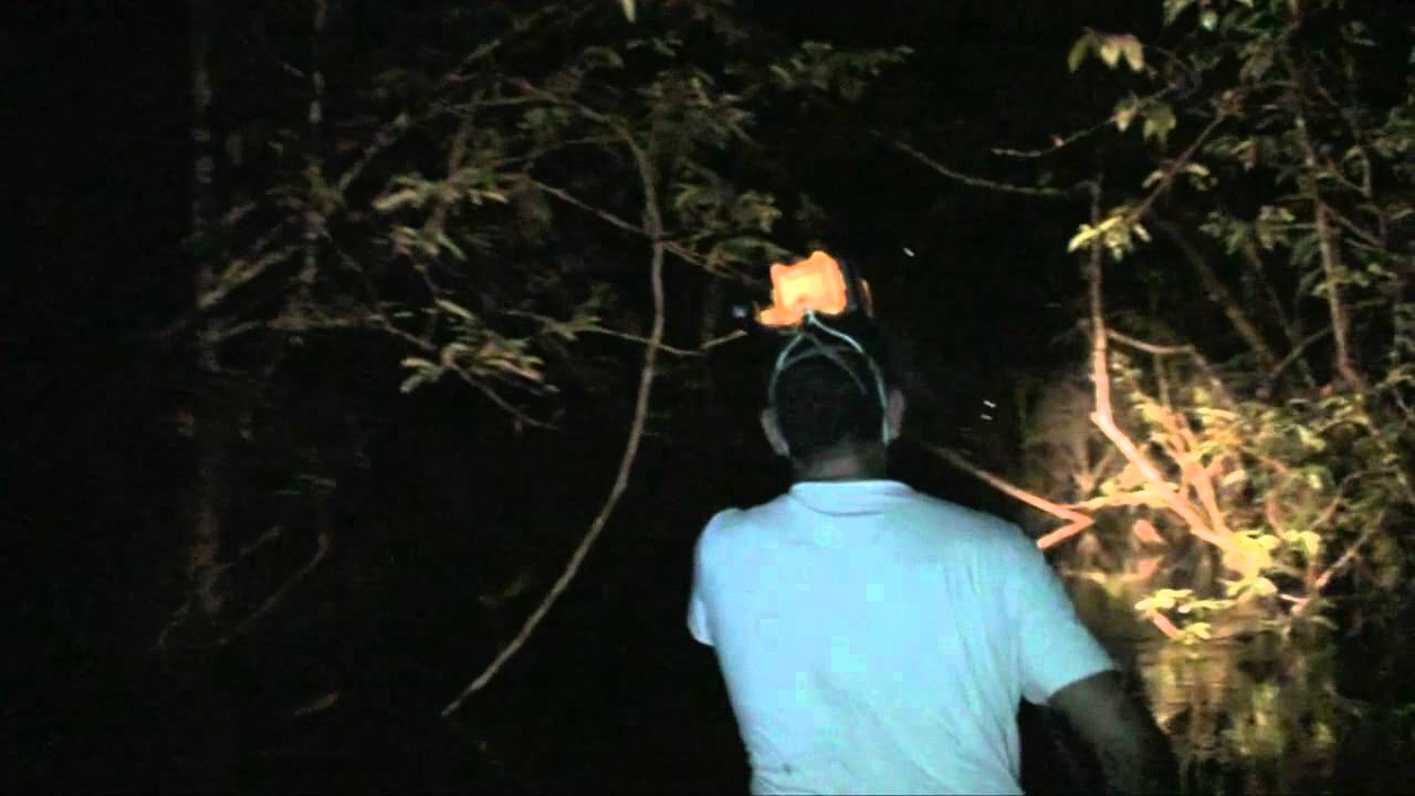 Amazônia Noturna - The Amazon by Night