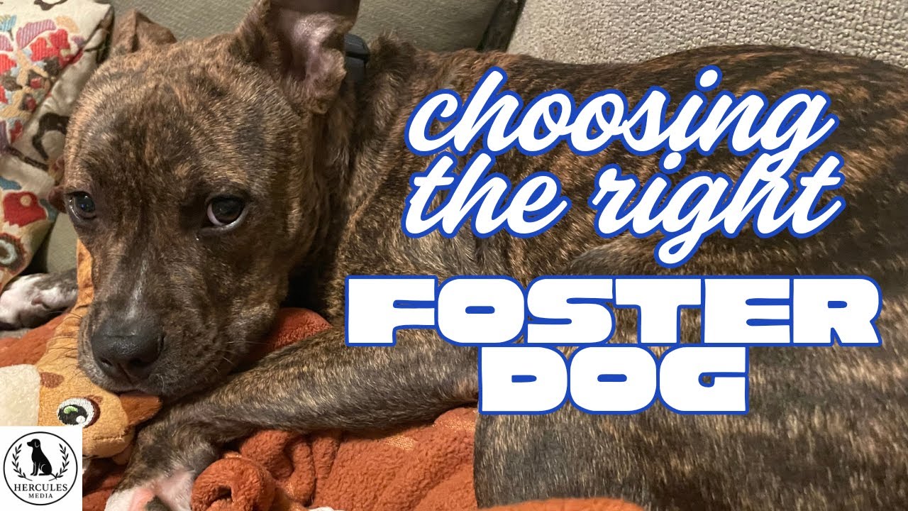 Choosing The Right Foster Dog