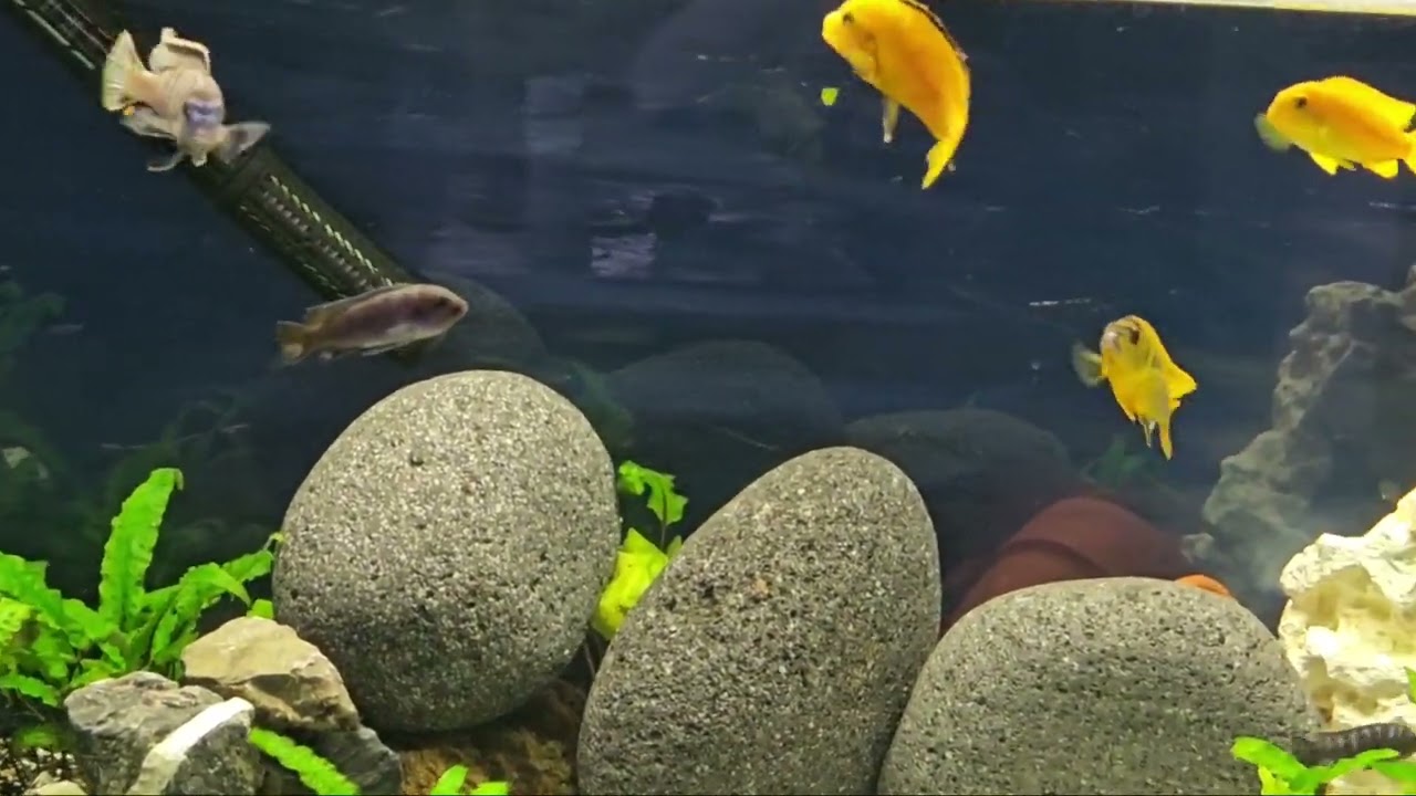  Video zeige ich afrikanische Cichliden aus dem Malawisee🐟/African Cichlids from Lake Malawi in