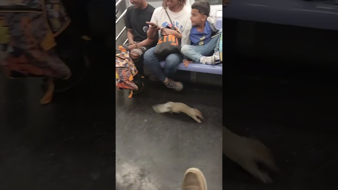 Squirrel trapped on NYC subway causes chaos