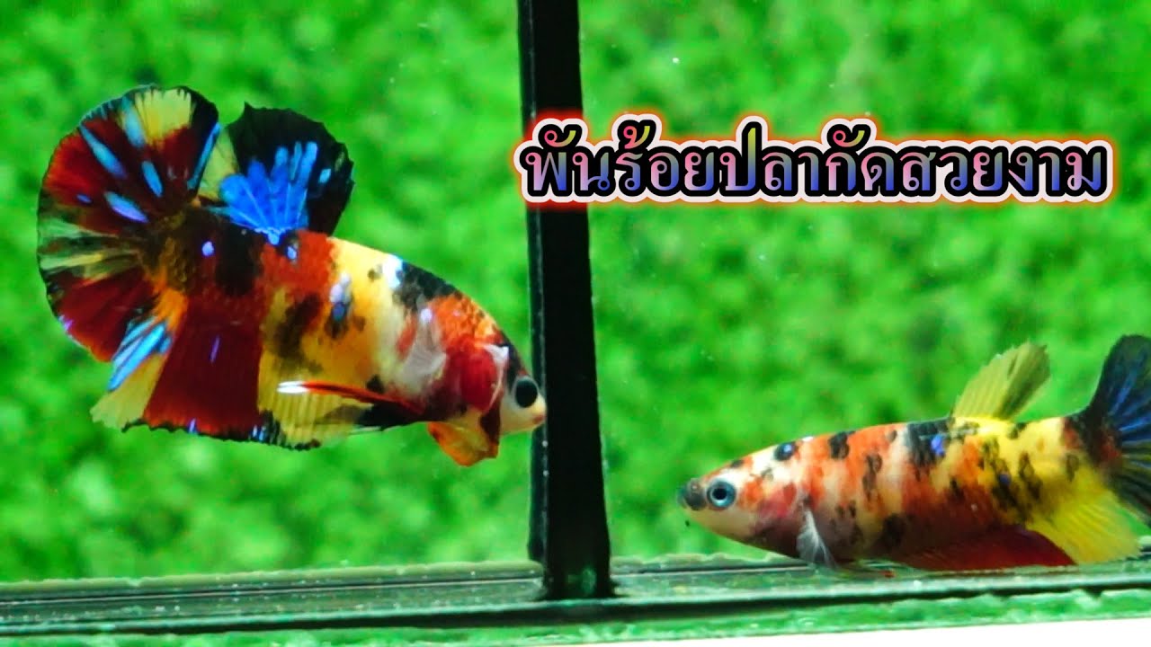 Ep.58 งานคู่ ผู้-เมีย แบ่งปันทั้งหมด 25 ชุด (ราคาเบาๆ)