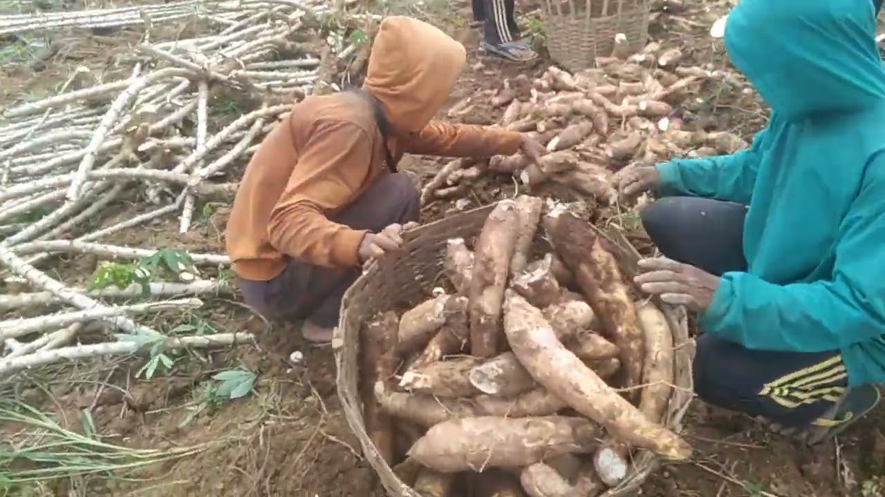 Sungutte Kon ngilai pie trusan bollo kerjonne