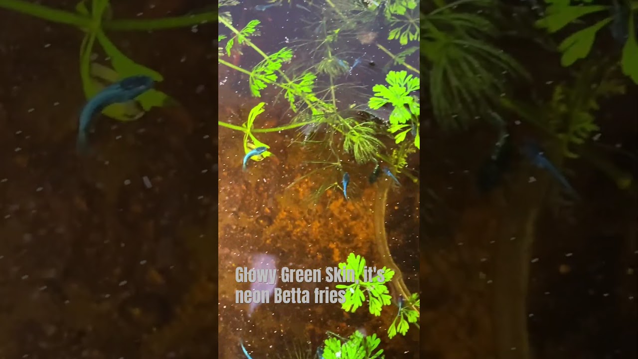 Another spot of Neon Betta Fries #pets #pet #petfish #bettalove #bettafish #fish #bettacommunity
