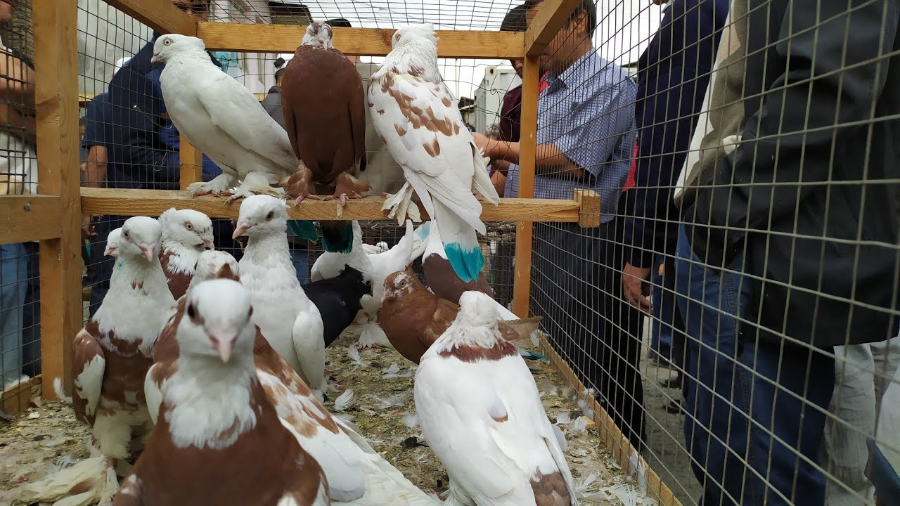 КАПТАР базар КАЙНАШЫ - Соодагердин  ТАЙМАШЫ 👉 Көгүчкөн