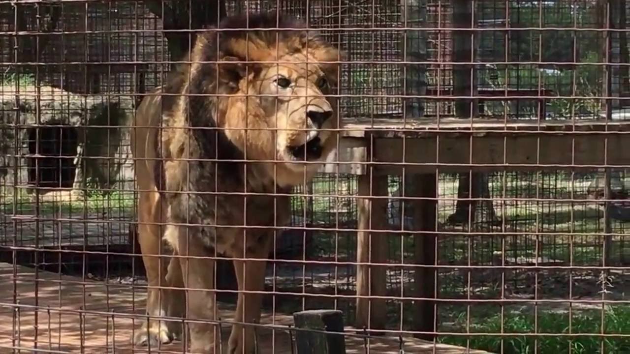 2016 Sept Tribute to Rusty Caracal
