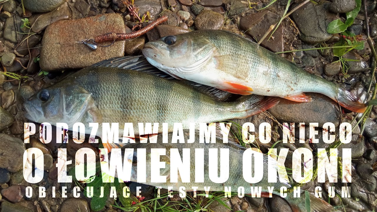 Porozmawiajmy co nieco o łowieniu okoni | obiecujące testy nowych gum