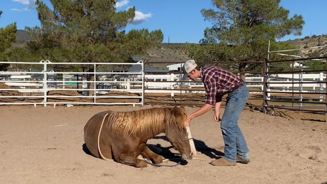 How to teach a horse to lay down.  (The Best Way)