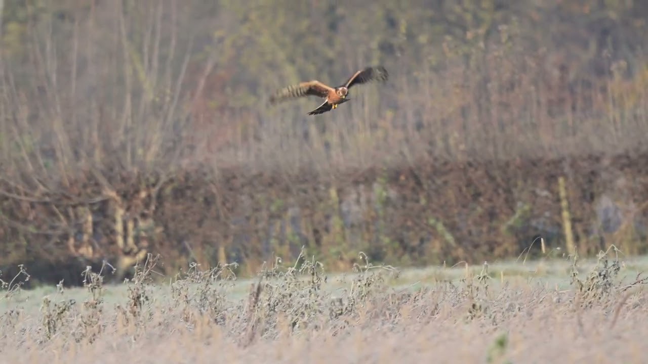 pallid harrier leftovers stitched together