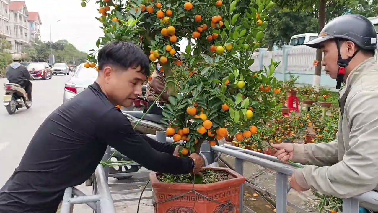 Những ngày cuối năm; đi ngắm đào quất bưởi ở đường Bình Than Bắc Ninh?