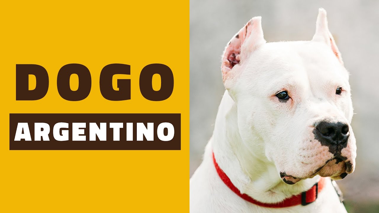 A minha opini&atilde;o sobre o DOGO ARGENTINO