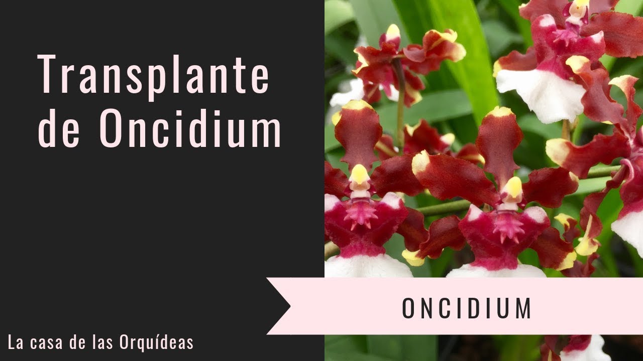 Transplante de Oncidium